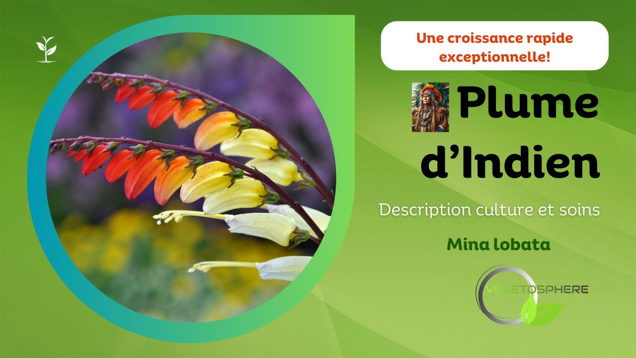 Plume d'Indien, Mina lobata #vegetosphere #ipomoea #plantesgrimpantes #mina #garden