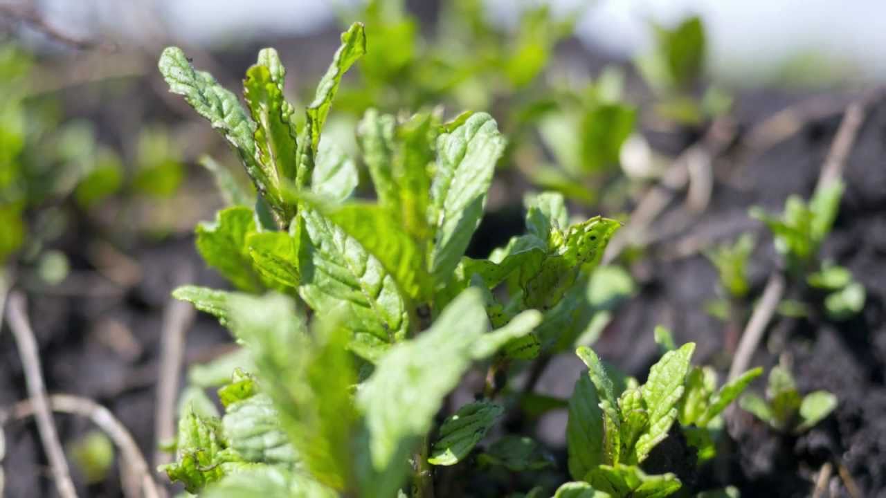 The Trip for Life: The Crosby Mint Farm