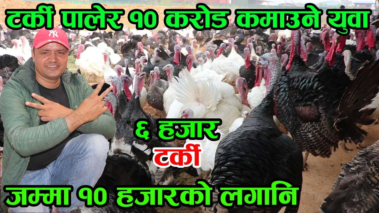 सत्य तर अचम्म लाग्दो ‘१० हजारको लगानिमा १० करोड फाइदा’ टर्की पालेर हुनुहोस् मालामाल │Nepal Chitra