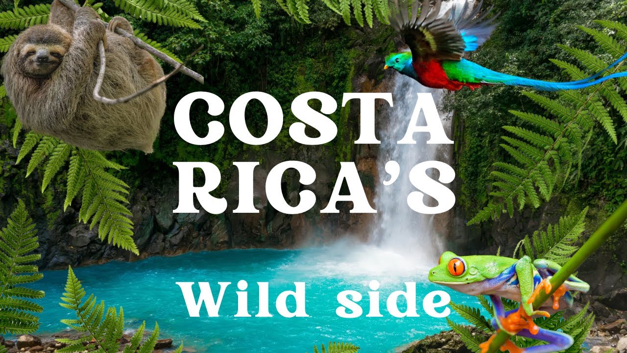Costa Rica&rsquo;s WILD Secrets: You Won&rsquo;t Believe These Animals Exist!