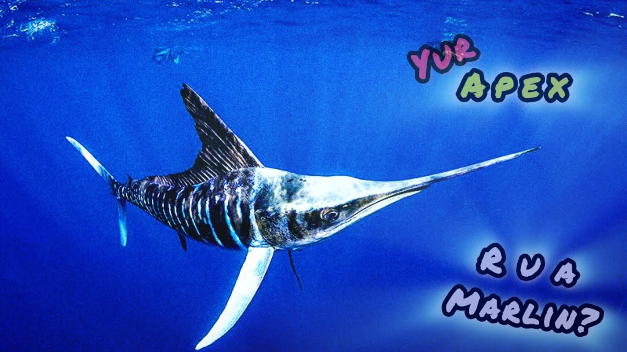 YURAPEX: Marlin (The Solitary Wanderer) 