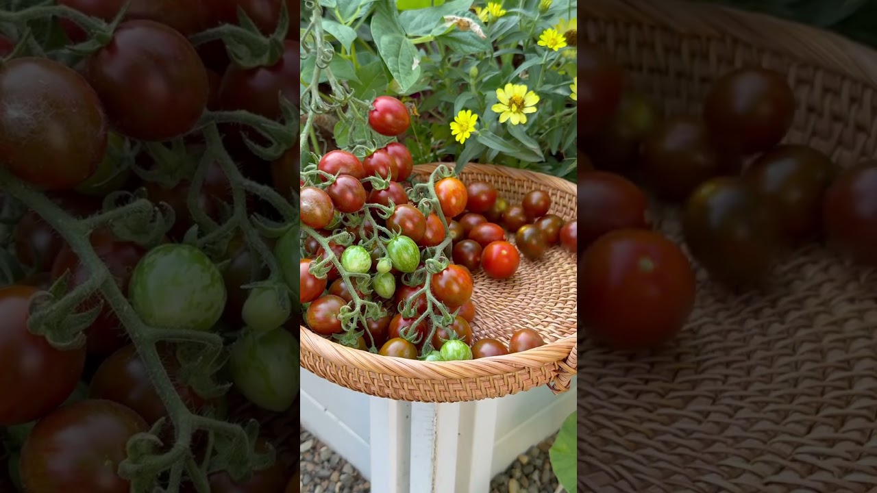 What tomatoes are you harvesting from your garden? #tomatoes #gardening #backyardgarden #harvest