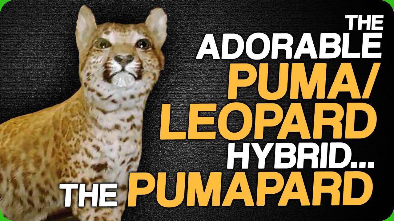 The Adorable Puma/Leopard Hybrid - The Pumapard (Guessing Animal Hybrids)
