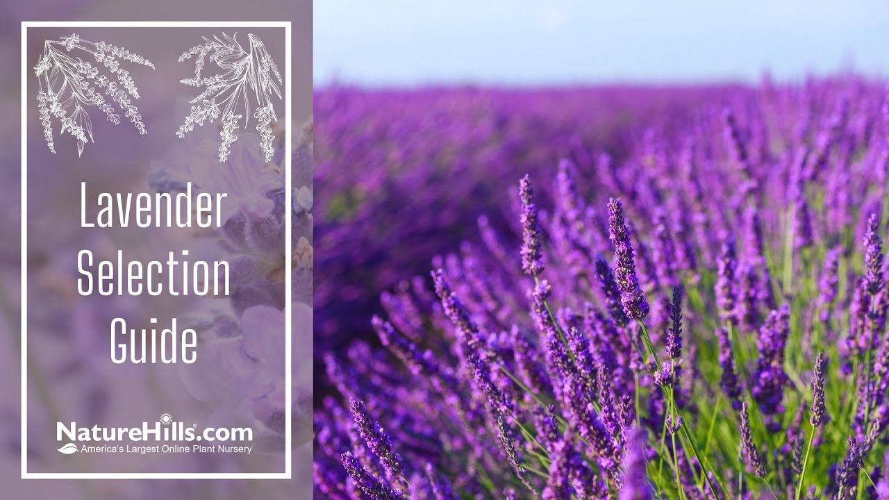 Lavender Selection Guide: How to Choose Which Lavender to Plant | NatureHills.com
