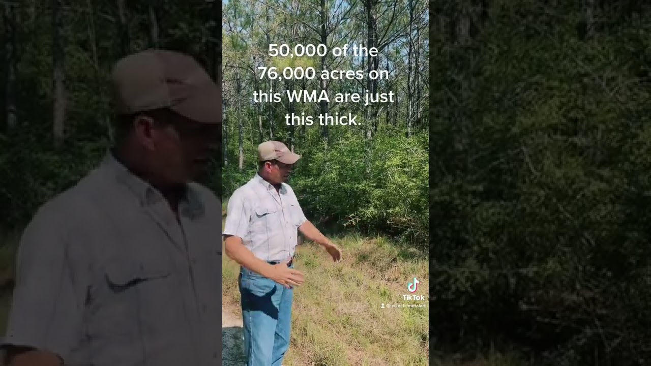 Yaupon holly- the biggest part of the Problem…