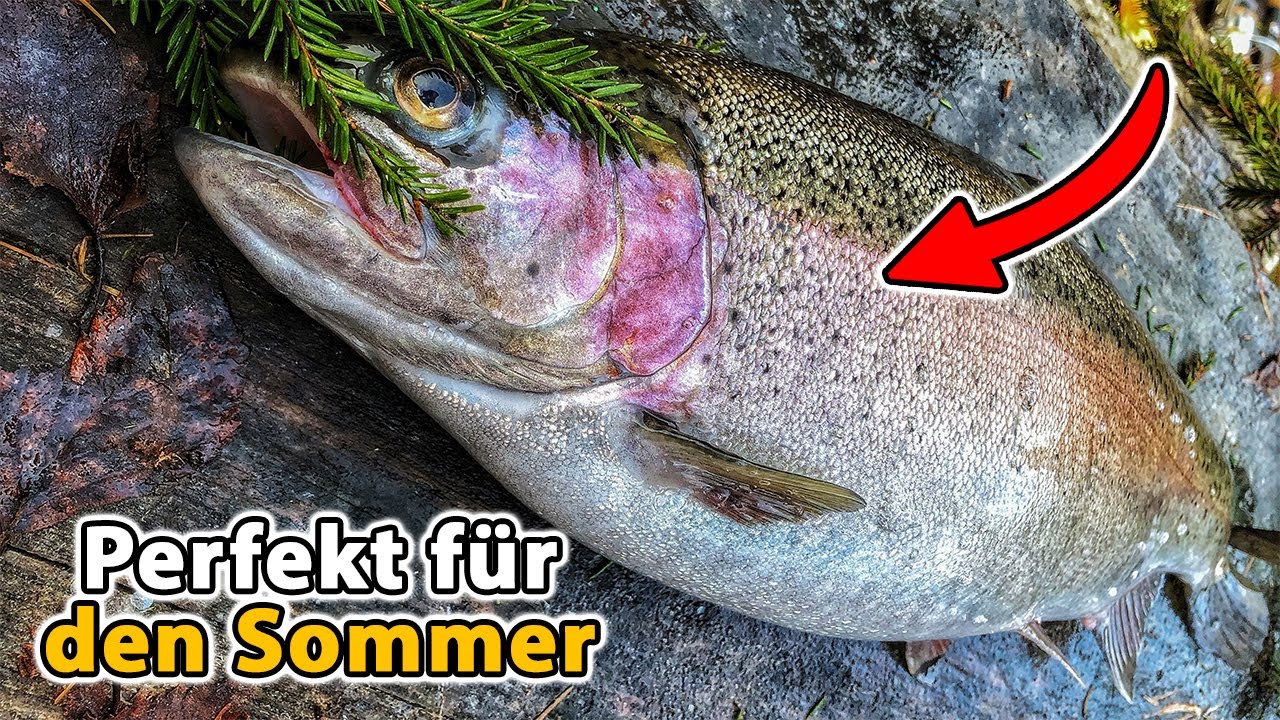Forellenangeln mit Teig - So f&auml;ngst du jetzt den Teich leer