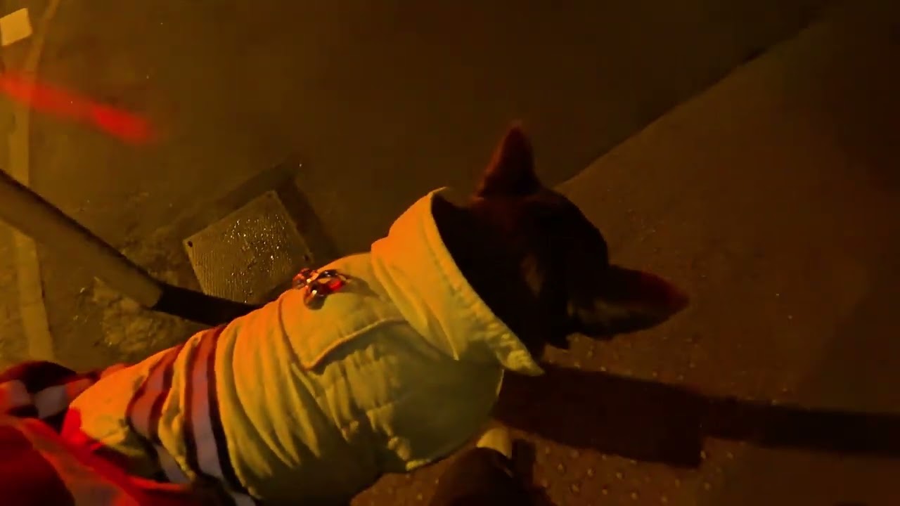 And we're back after that awful storm! [DOG POV/MIC]