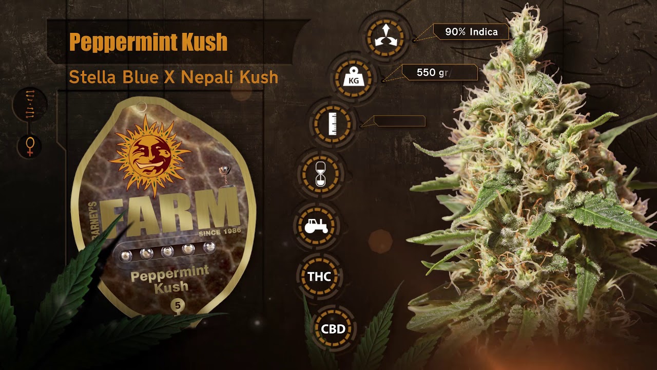 Barneys Farm Peppermint Kush
