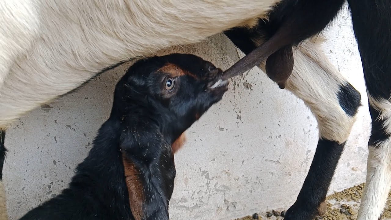 Peaceful Farm ASMR Routine 🌾