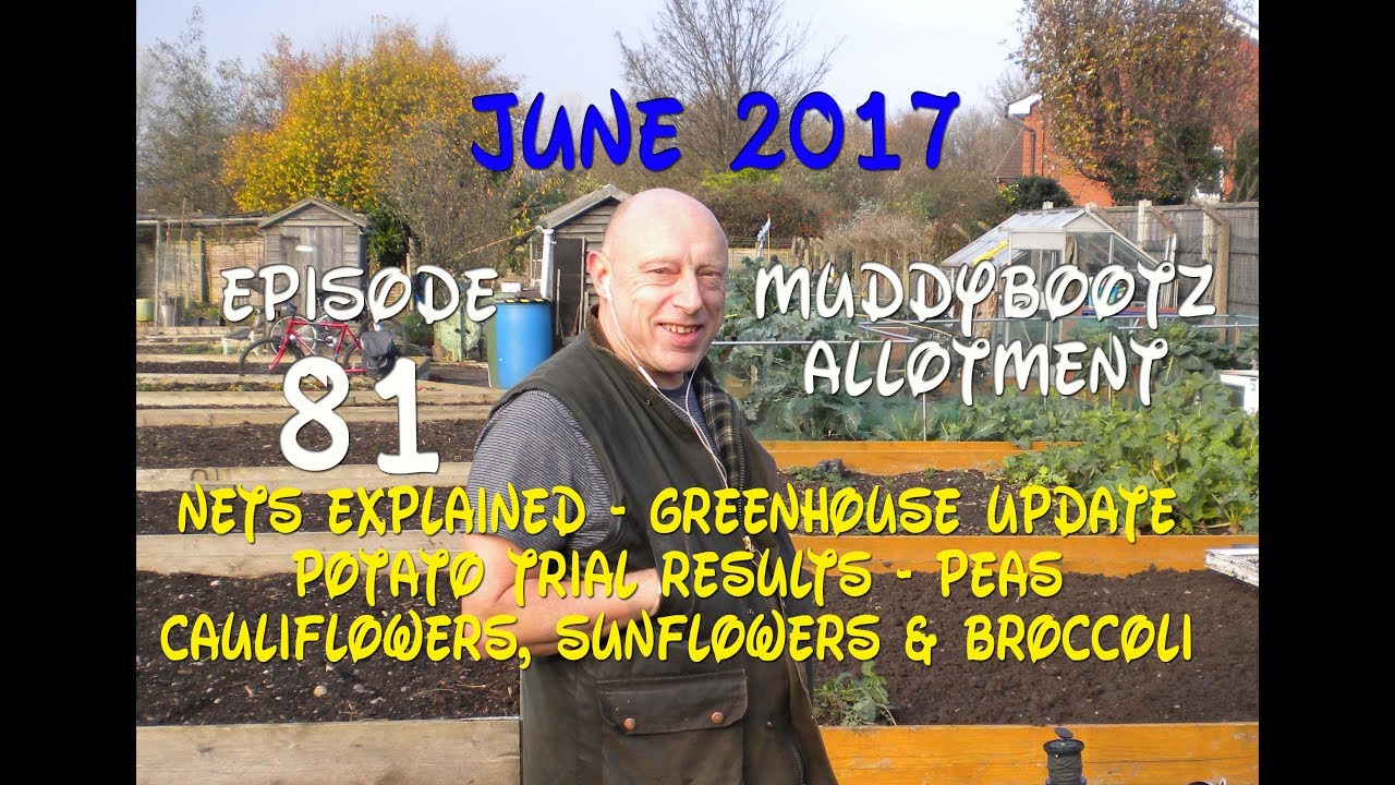 MuddyBootz Allotment #81 - Nets Explained, Potato Trials, Greenhouse Tour