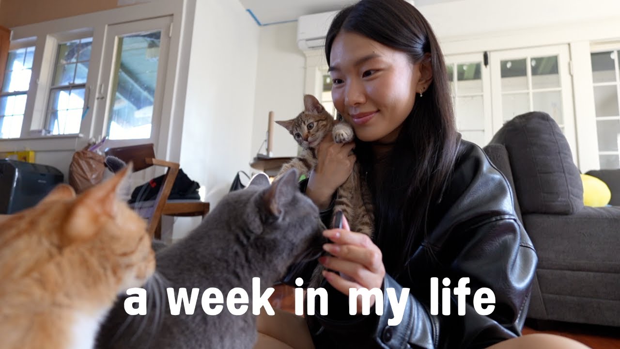 week in my life │ i found a kitten!, life recently with 3 cats, cooking at home