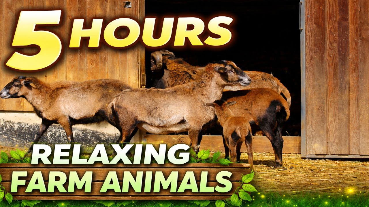 5 Hours Peaceful Farm Animals | Calm Nature Video for Sleep & Relaxation (4K) #4kvideos