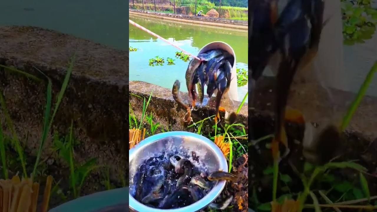 Genius Pipe Trap! Catching Fish with a Bottle and Rope 