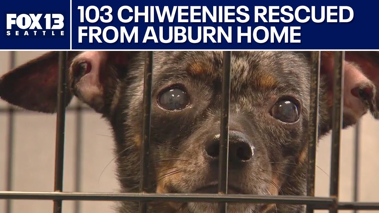 103 Chiweenies rescued from home in Auburn | FOX 13 Seattle