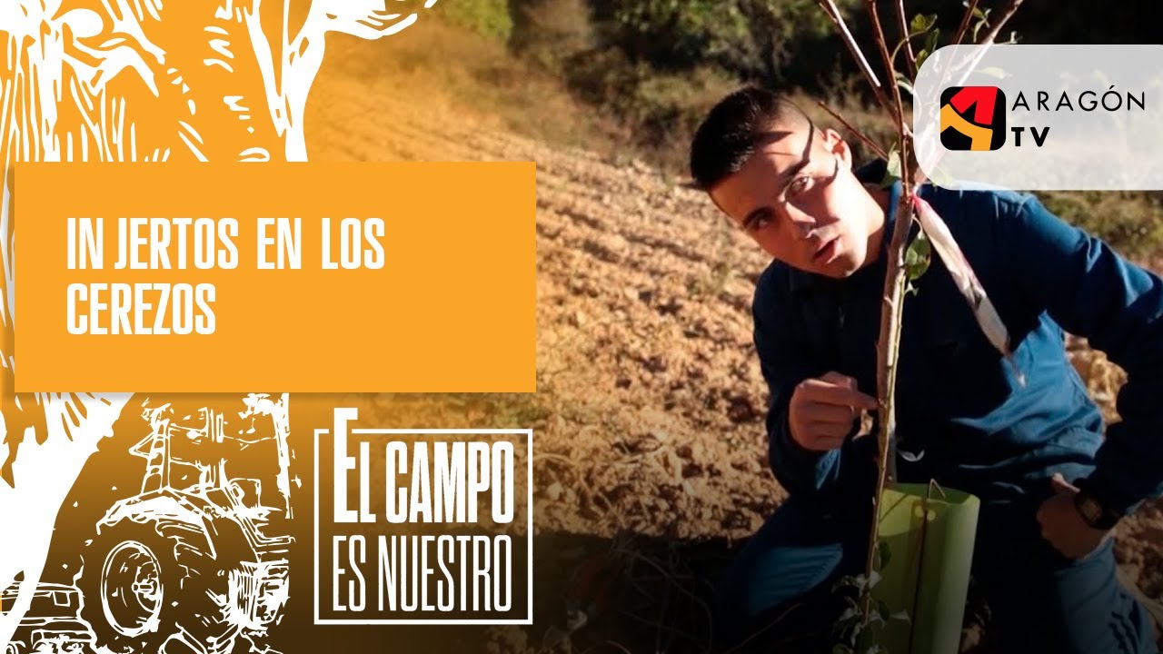 Injertos en los cerezos