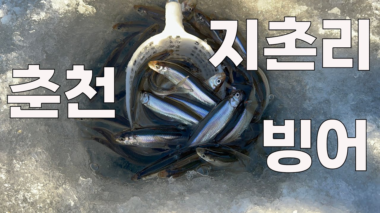 30분만에 이 정도를?? 빙어 낚시의 성지 춘천 지촌리! 빙어 낚시를 가다!!