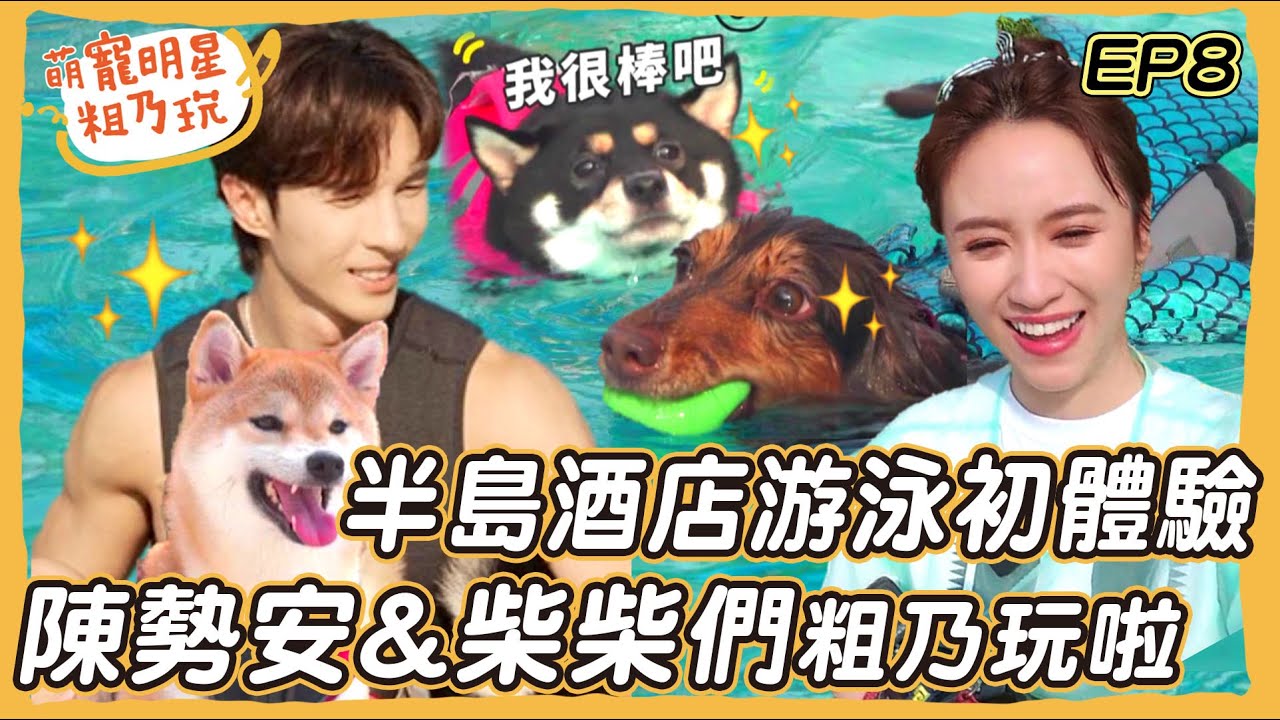 EP8 陳勢安 柴犬姊妹花 游泳初體驗！ 呵喜大秀泳技 Sandy直呼戀愛啦！狗狗半島酒店 私廚料理 超享受旅行【 @haveapetday  】