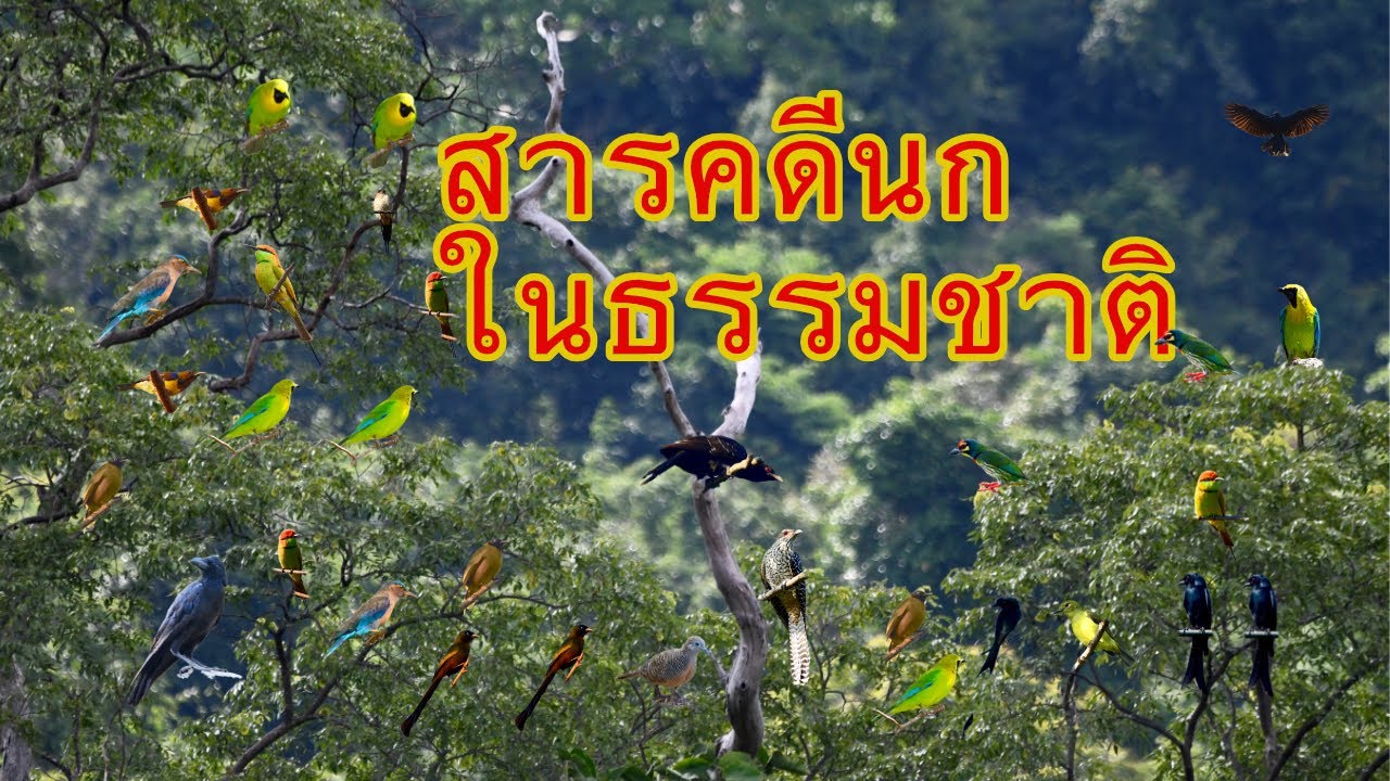 สารคดีชีวิตนกในธรรมชาติ สำรวจนกตามแนวเขาพนมดงรัก เขตรักษาพันธุ์สัตว์ป่าห้วยศาลา