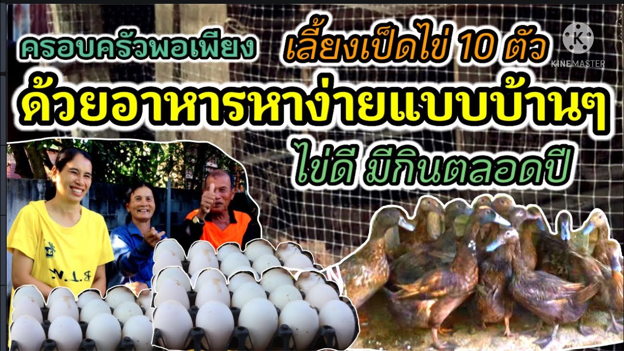 Ep.20  ครอบครัวพอเพียง เลี้ยงเป็ดไข่ 10 ตัวอย่างไร ? ได้ไข่ใหญ่ ไข่แดง ไข่ดี มีกินตลอดปี