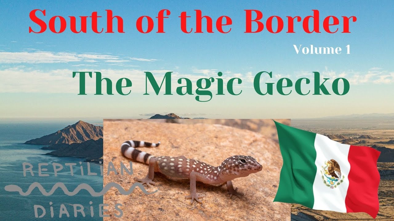 Reptilian Diaries vs The Magic Gecko (Coleonyx switaki)
