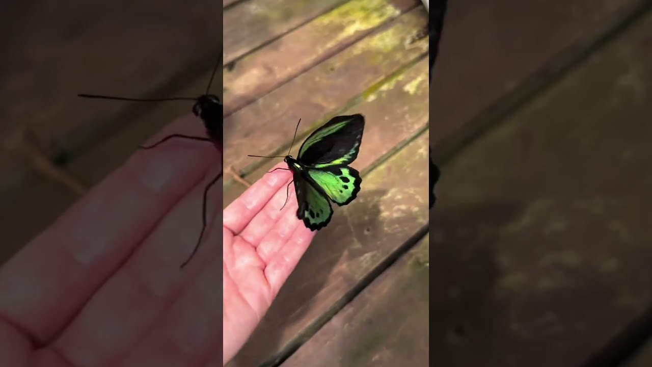 🦗 これは何の虫ですか？