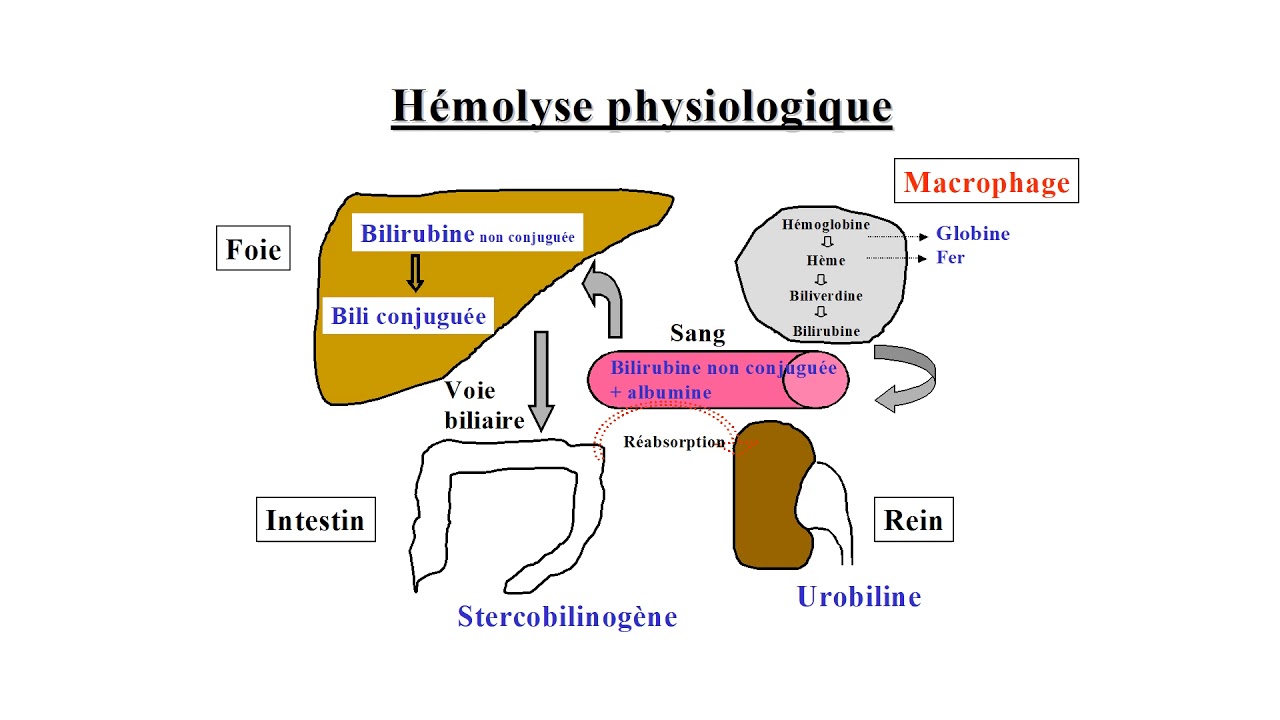 Hemolyse capsule