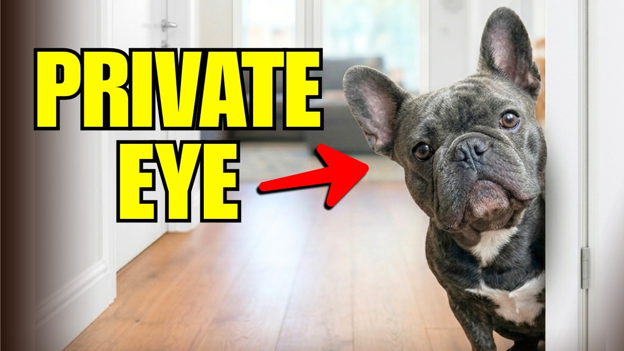 Забавный французский бульдог ходит за мной повсюду (такой любопытный!)