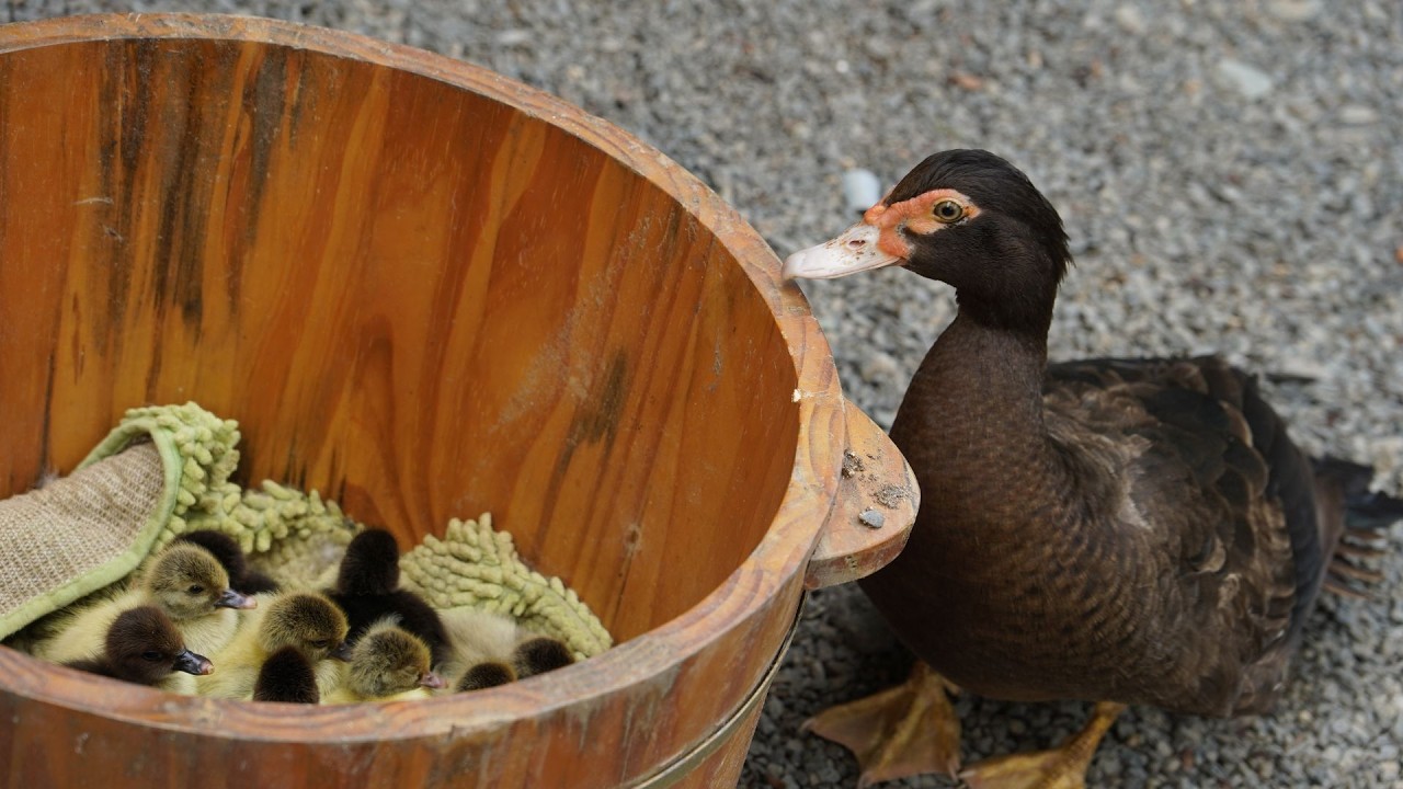1 day year old muscovy duck