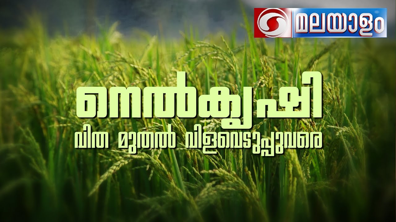 DD KRISHI ||  നെൽകൃഷി വിത മുതൽ വിളവെടുപ്പ് വരെ || NELKRISHI VITHA MUTHAL VILAVEDUPPUVARE