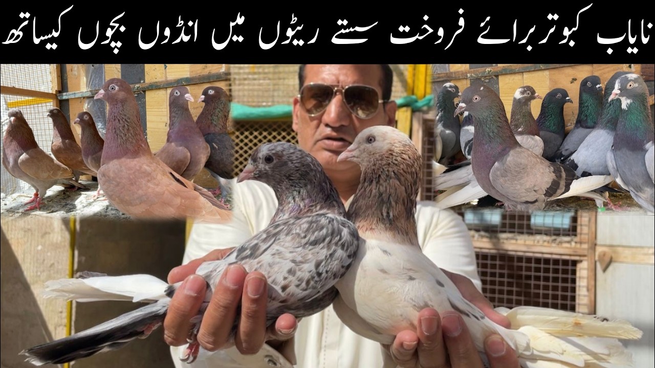 Indian HighFlyer Pigeons Setup Visit Colourful Pigeons Khatang Dobaz  Surkhay at Asad Bahi Setup 😯🥰