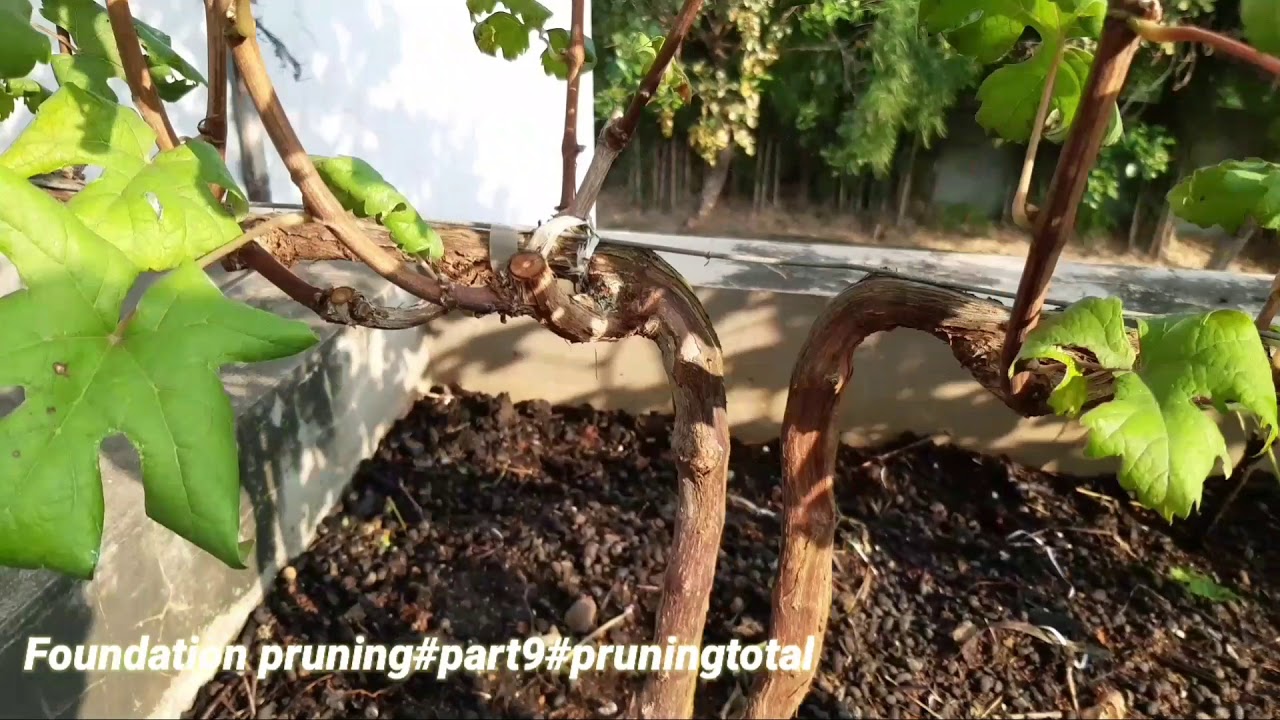Taman Langit Grape #part9#pruningtotal