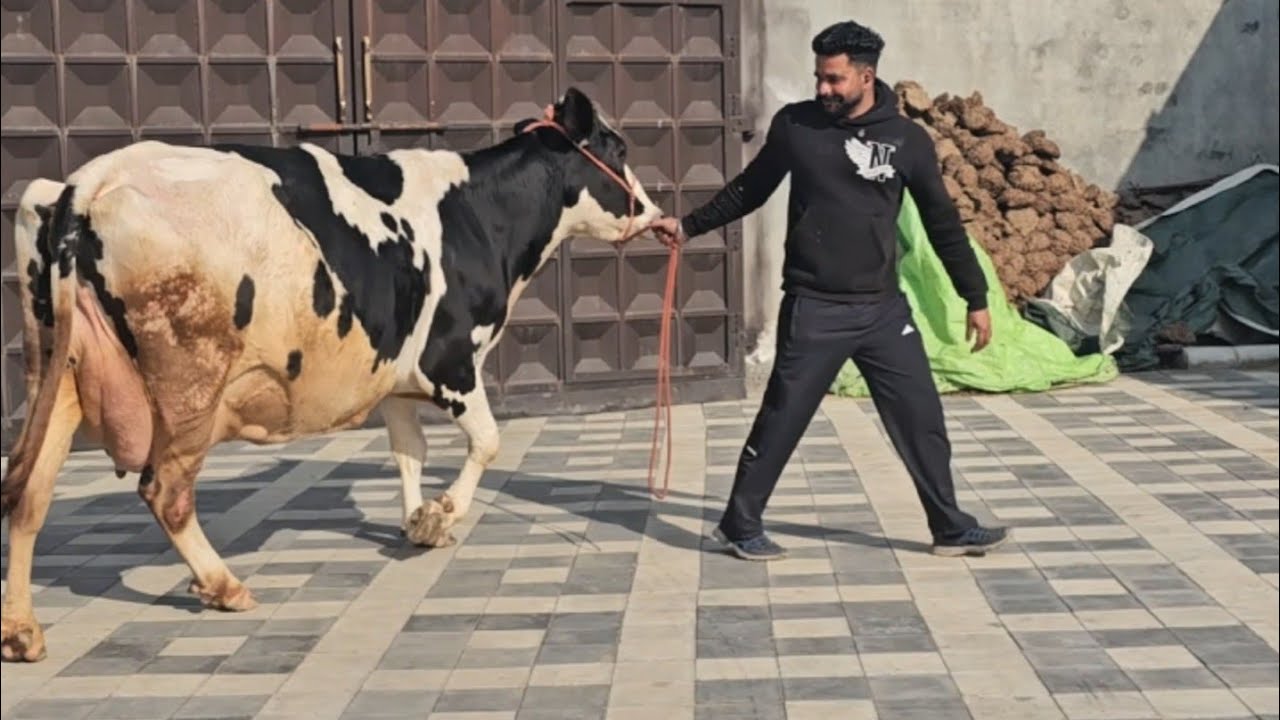 32 ਲੀਟਰ ਦੁੱਧ ਵਾਲੀ ਗਾਂ 25 ਦਿਨਾ ਦੀ ਜਰਸੀ ਵੱਛੀ ਰਿਕਾਰਡ ਵਾਲੀ ਘਰੇਲੂ ਵੀਰ ਕੋਲ ਰੇਟ ਬਿਲਕੁਲ ਜਾਇਜ ਹੈਰਾਨ ਕਰਨ ਵਾਲੇ।