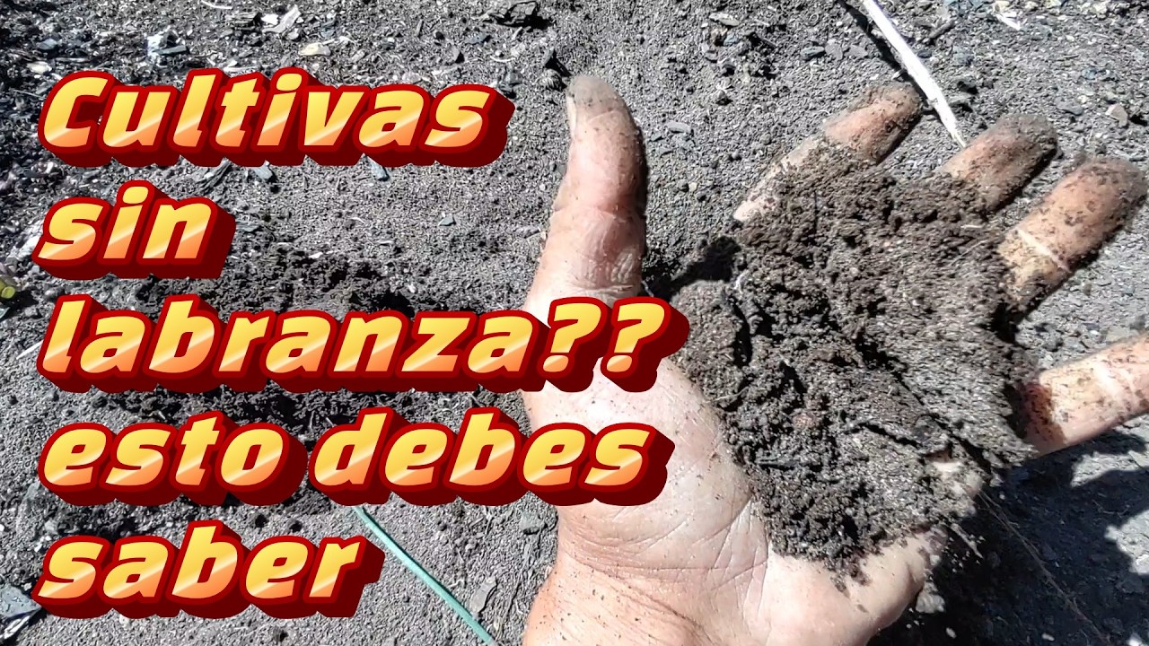 LABRANZA MÌNIMA, ESTO DEBES SABER Y DE ESTO APRENDIMOS UN MONTÒN PARA MEJORARLA