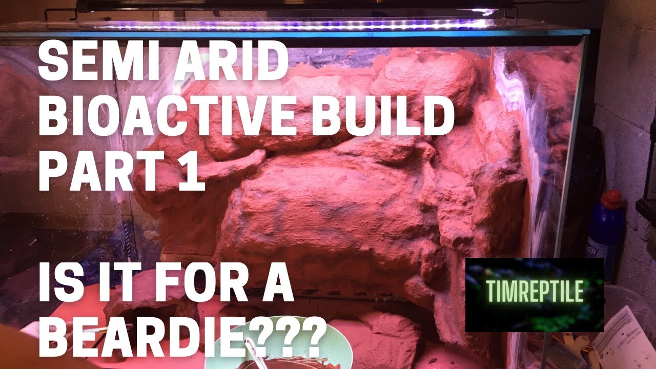 Semi arid / desert bioactive vivarium build for reptiles PART 1. Is it for a Bearded Dragon???