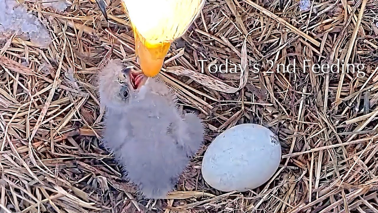 #22🦅🐥2°🥚／Duke Farms Eagle Nest 2026／Duke Mom💗Duke Dad／by Duke  Farms