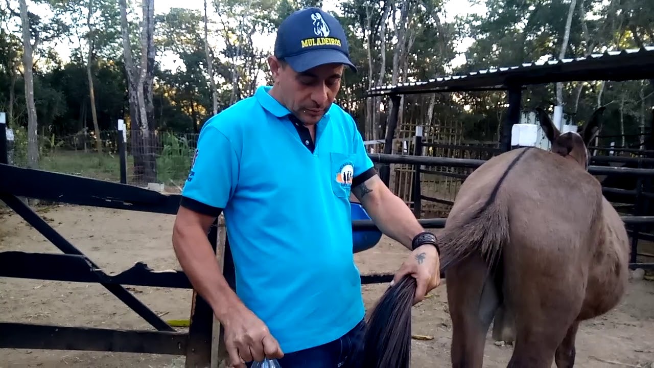 Nó simples em rabo de mula