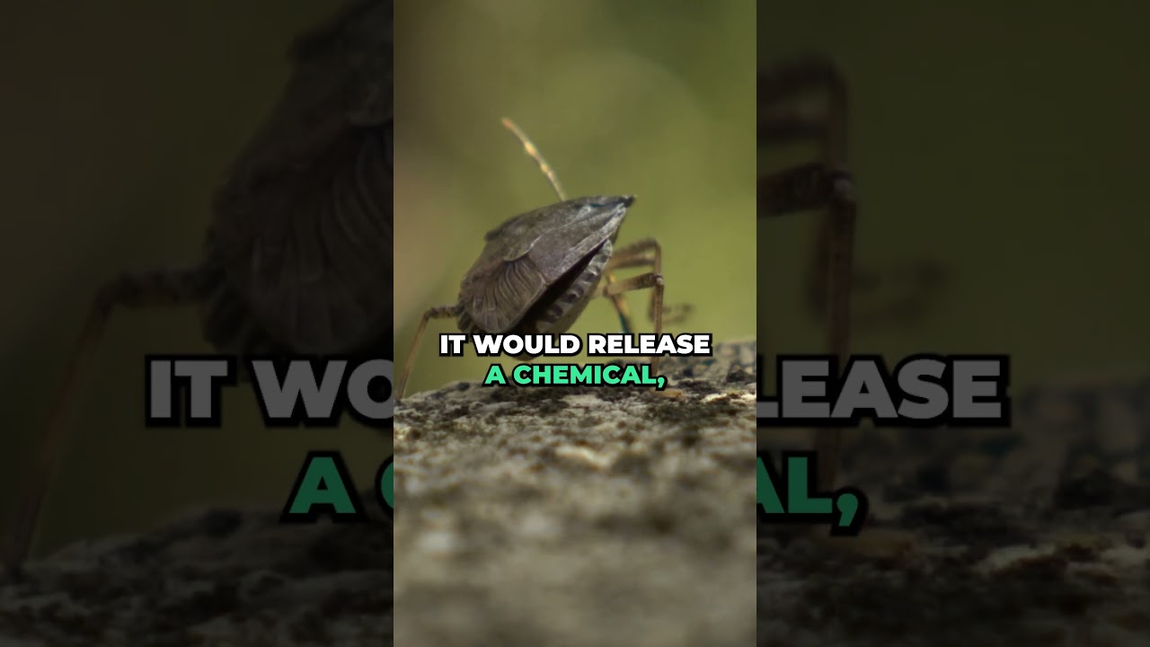 Do Stink Bugs ACTUALLY Stink? 