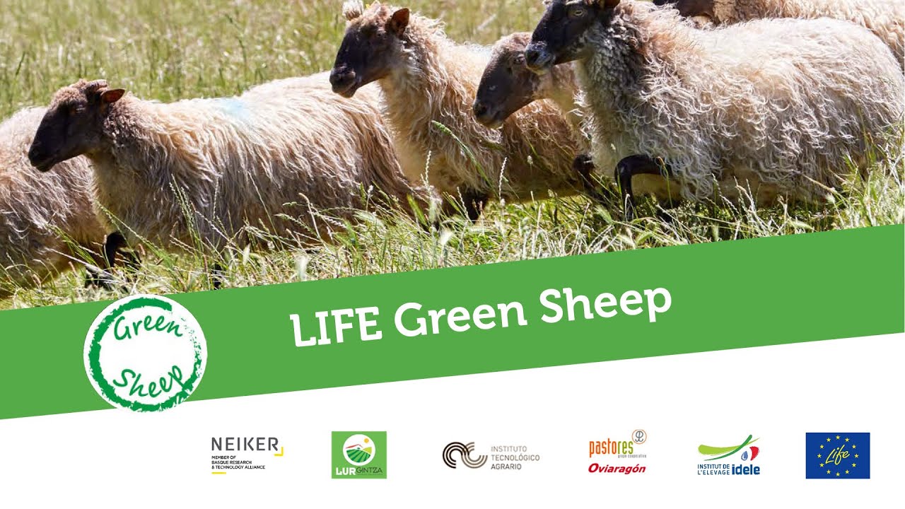LIFE GREEN SHEEP - innovaciones en el rebaño de ovejas latxa de NEIKER