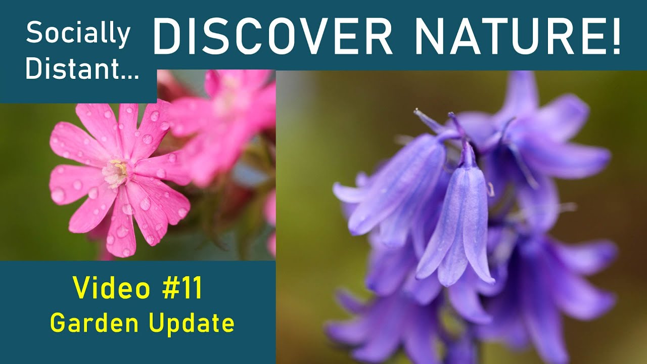 Garden Update - what's good for bees? - Discover Nature #11