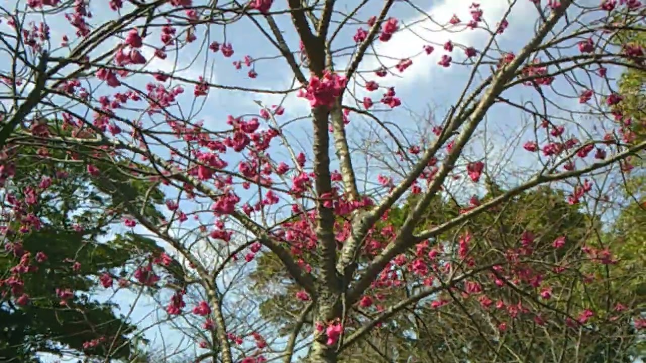 DSCF0017ひろちんの登山口桜3月1日