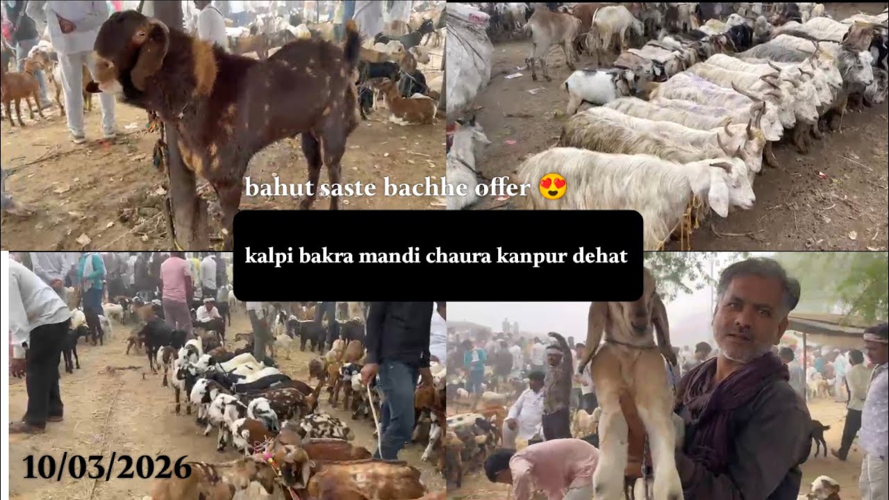 Kalpi bakra mandi chaura Kanpur |10/03/2026| update kalpi bakra mandi #bakramandi #goat 