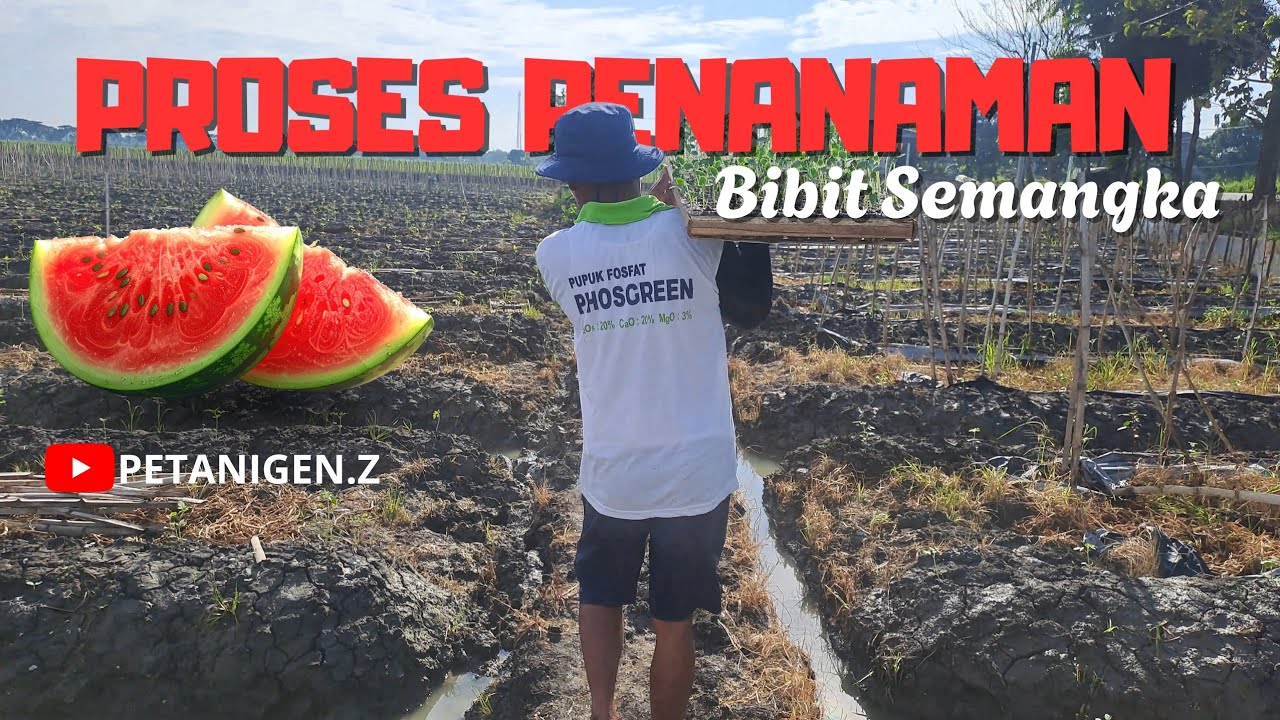 Menanam Semangka di Sawah Part 1