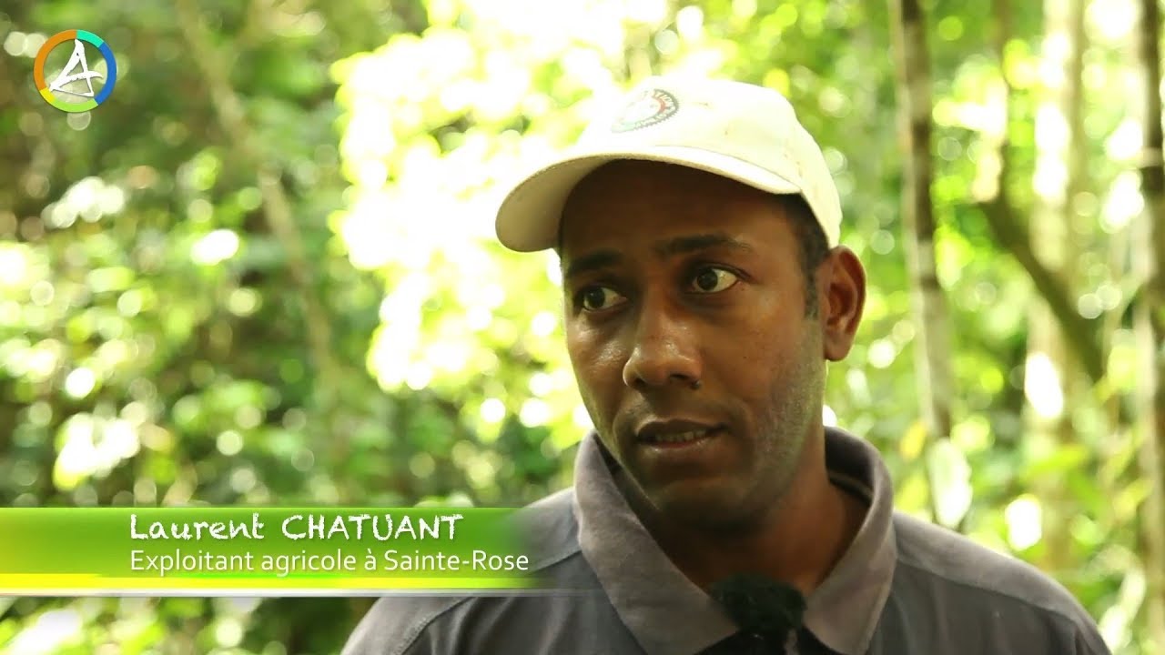 Vanille en Guadeloupe