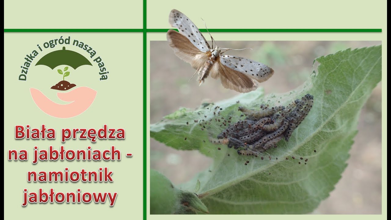Biała przędza na jabłoniach - namiotnik jabłoniowy