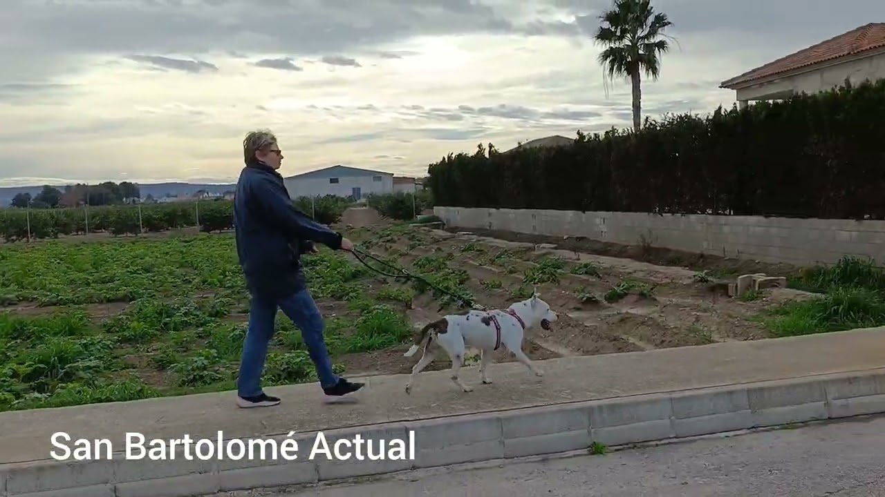 Paseo solidario canino de Asoka Orihuela 