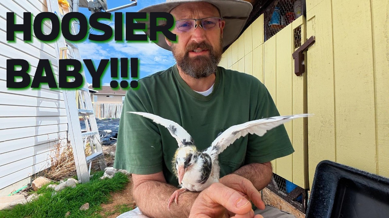 Это мои птицы, которые отправятся на выставку Hoosier OLR в 2026 году.