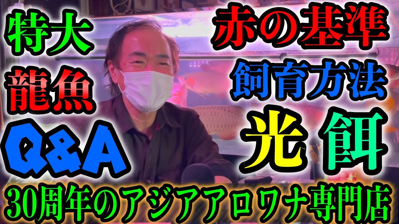 [後編]アジアアロワナQ&A『飼育方法 注意点 赤くする秘訣』など30年続くアジアアロワナ専門店に特大インタビュー『龍魚世界ポンティアナ』ショップ訪問　『アロワナ飼い方〜生態〜歴史』