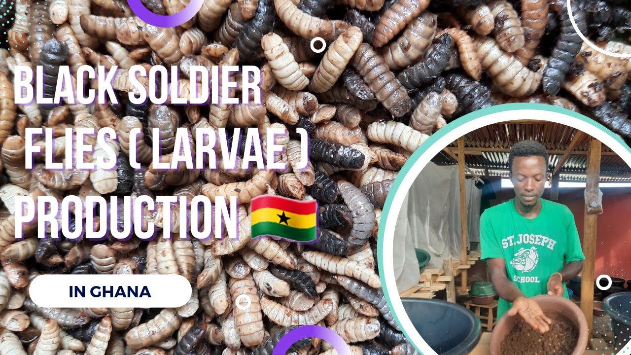 Black Soldier Flies Production in Ghana Part II