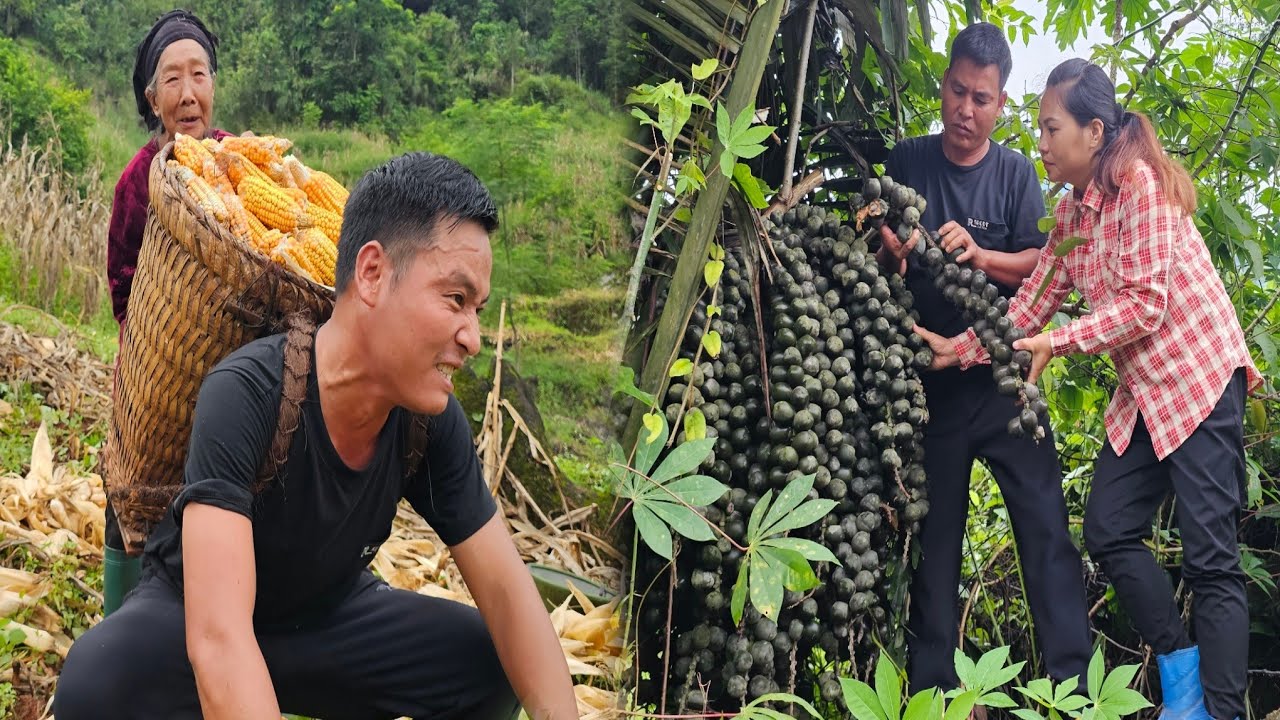 Harvesting precious fruits in the forest to sell - The female homeowner appears again?