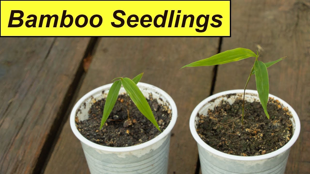 Bamboo seedlings update - Planting them in the garden